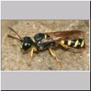 Cerceris arenaria - Sandknotenwespe w12e 12mm.jpg